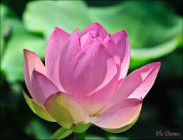 Lotus Flower
