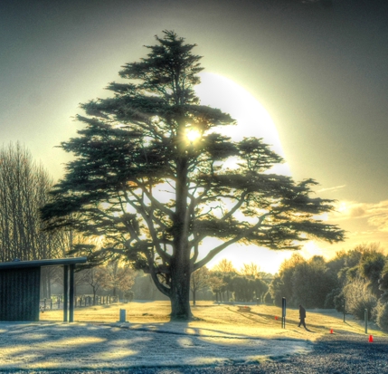 Peaceful View Of Pine Tree 