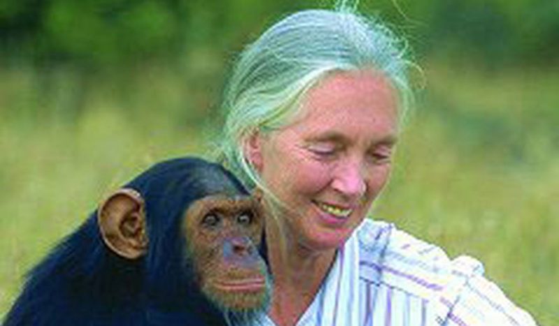 Woman And The Chimpanzee