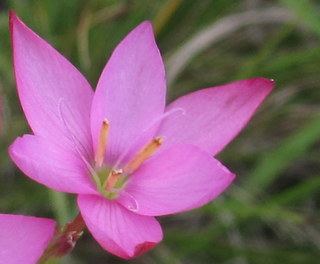 Mountain Flower.JPG